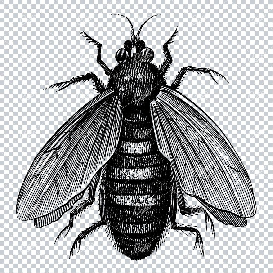 Vintage Line Art Illustration - Wasp