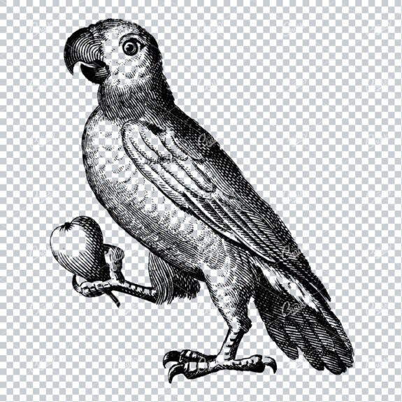 Vintage Line Art Illustration - Parrot