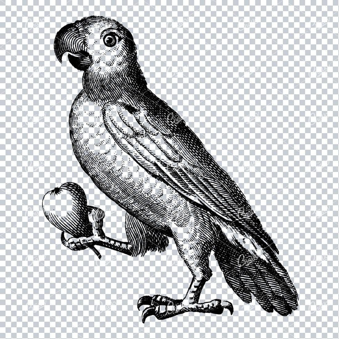Vintage Line Art Illustration - Parrot