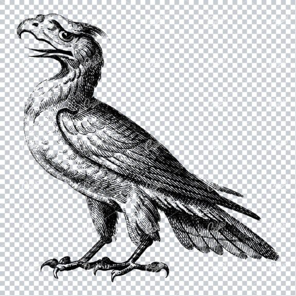 Vintage Line Art Illustration - Hawk