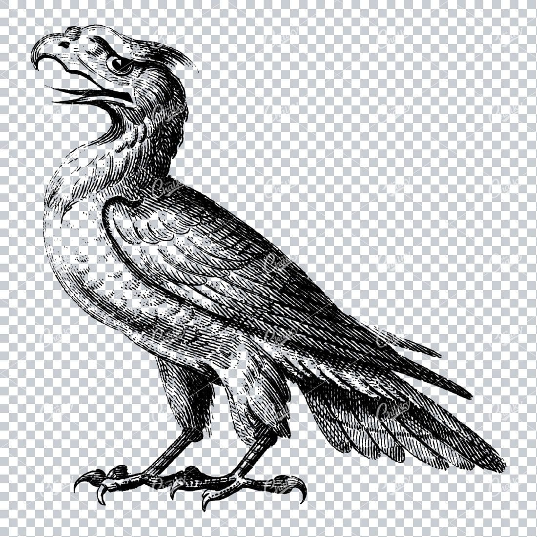 Vintage Line Art Illustration - Hawk