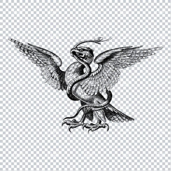 Vintage Heraldry Artwork - Eagle Wrestling a Snake