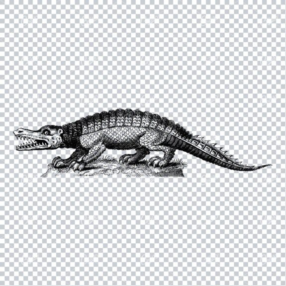 Vintage Line Art Illustration - Crocadile