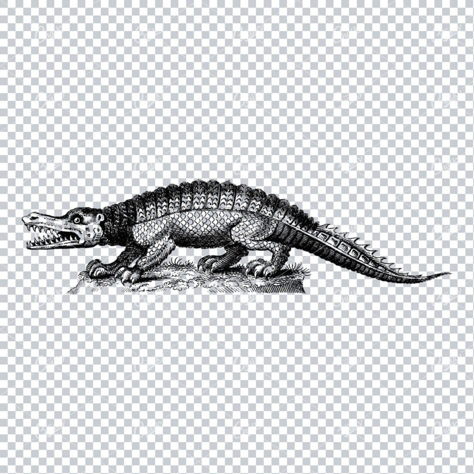 Vintage Line Art Illustration - Crocadile