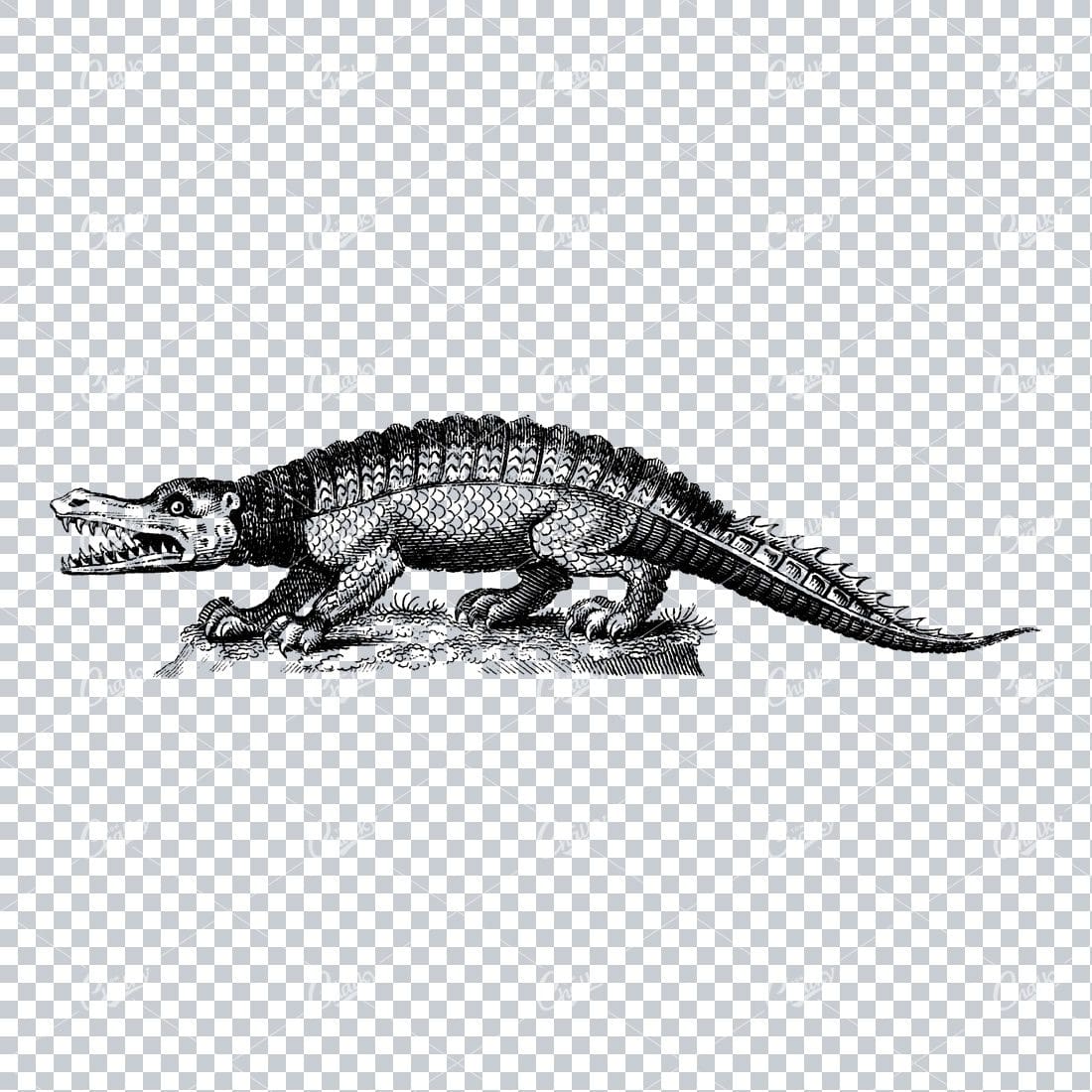 Vintage Line Art Illustration - Crocadile