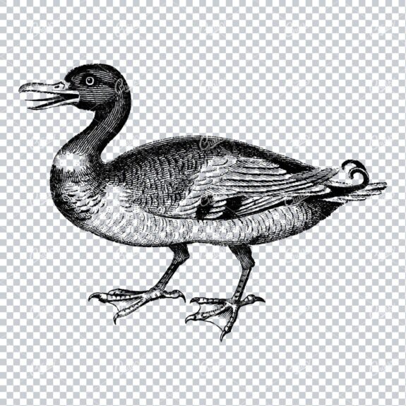 Vintage Line Art Illustration - Duck