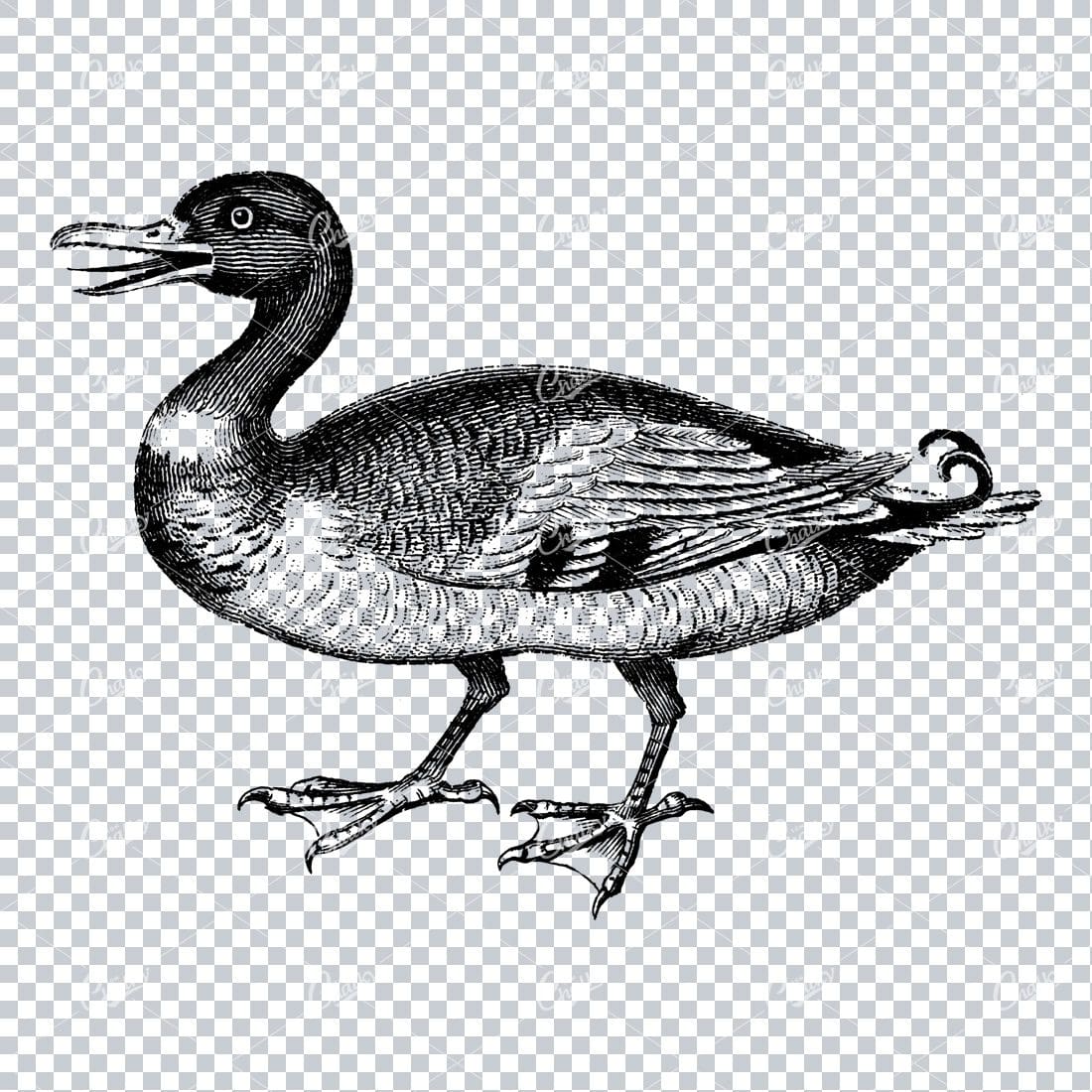 Vintage Line Art Illustration - Duck