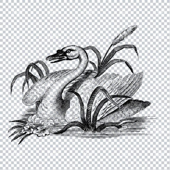 Vintage Line Art Illustration - Swan Among Cattail Plant