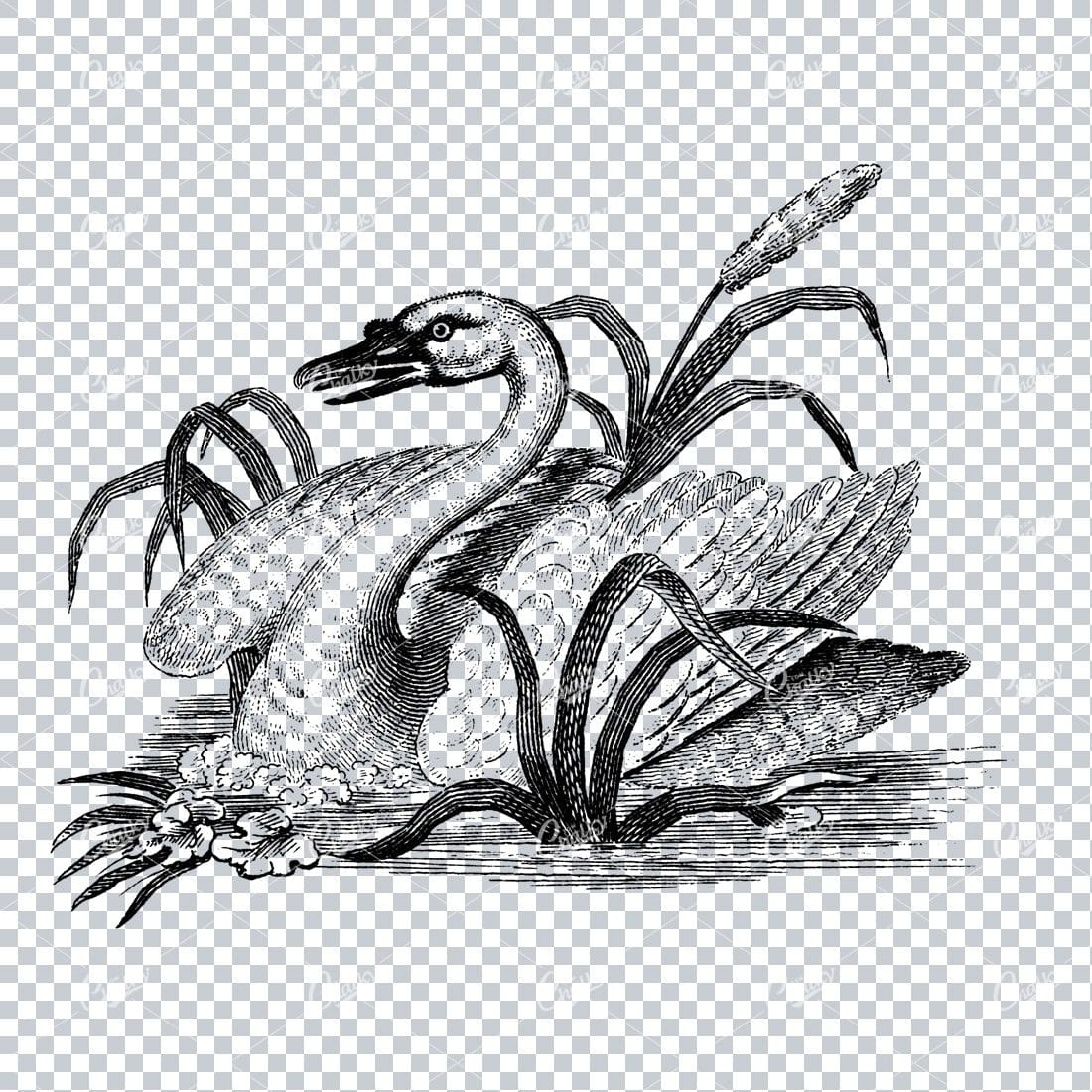 Vintage Line Art Illustration - Swan Among Cattail Plant