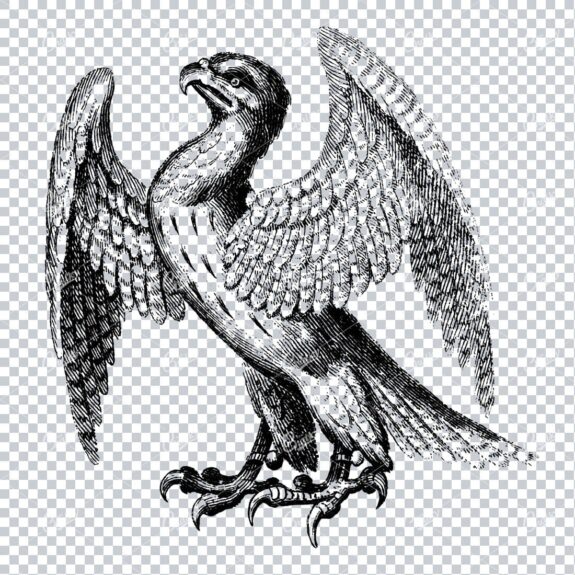 Antique Illustration of a Hawk