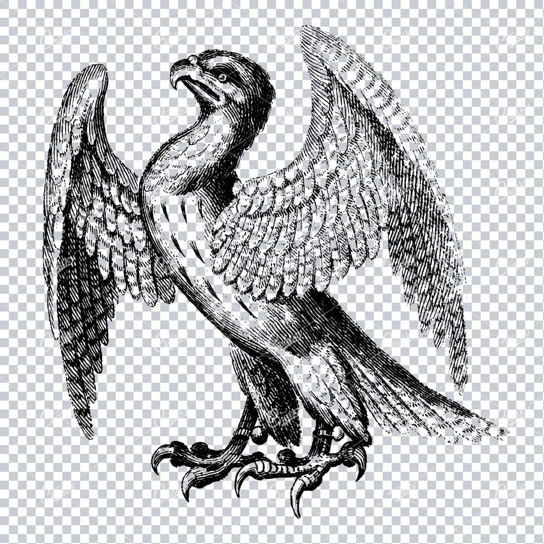 Antique Illustration of a Hawk