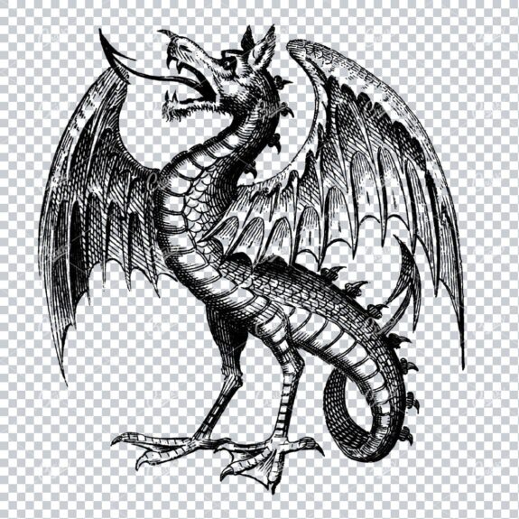Antique Illustration of a Dragon