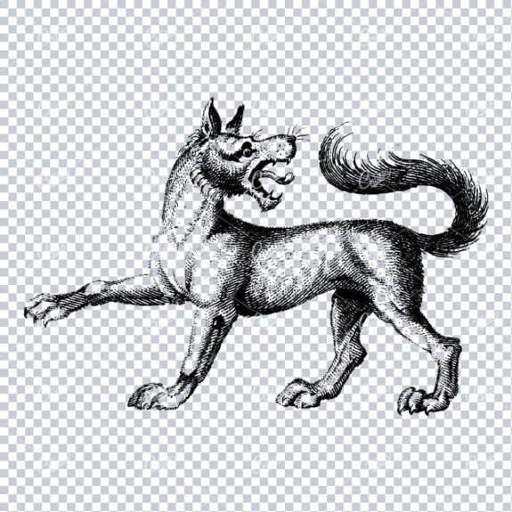 Antique Illustration of a Pointing Wolf