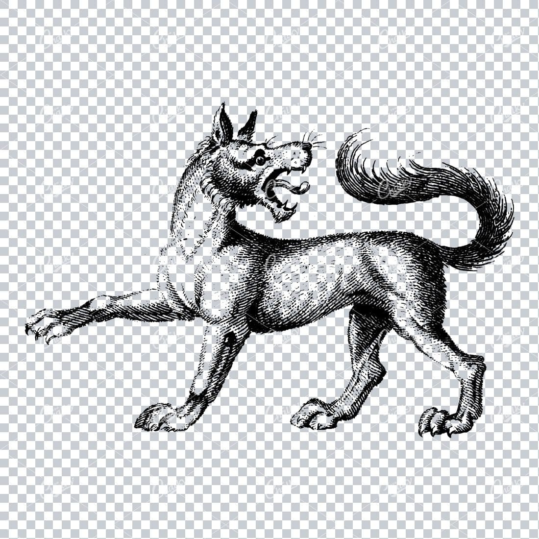 Antique Illustration of a Pointing Wolf