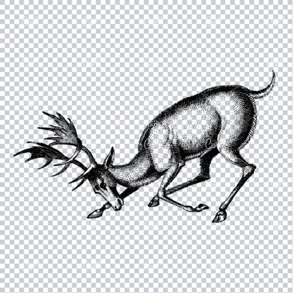Antique Illustration of a Bowing Stag