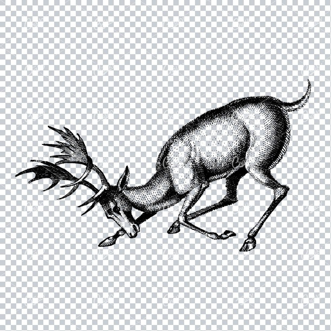 Antique Illustration of a Bowing Stag