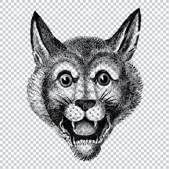 Antique Heraldry Line Art Drawing of a Wild Cats Face