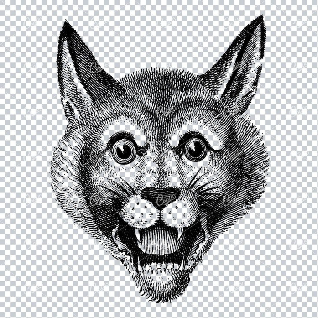 Antique Heraldry Line Art Drawing of a Wild Cats Face