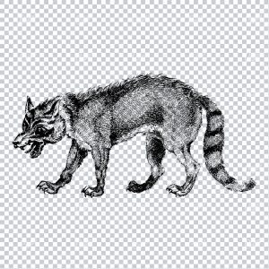 Antique Illustration of a Hyena