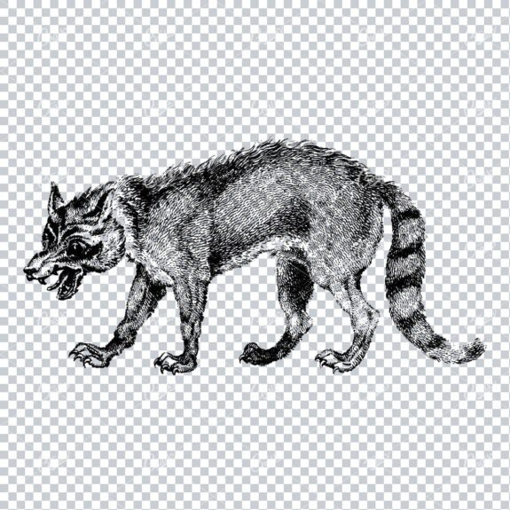 Antique Illustration of a Hyena