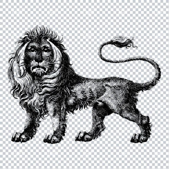 Vintage Line Art Drawing of a Lion