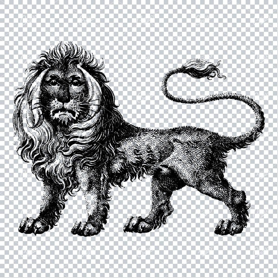 Vintage Line Art Drawing of a Lion