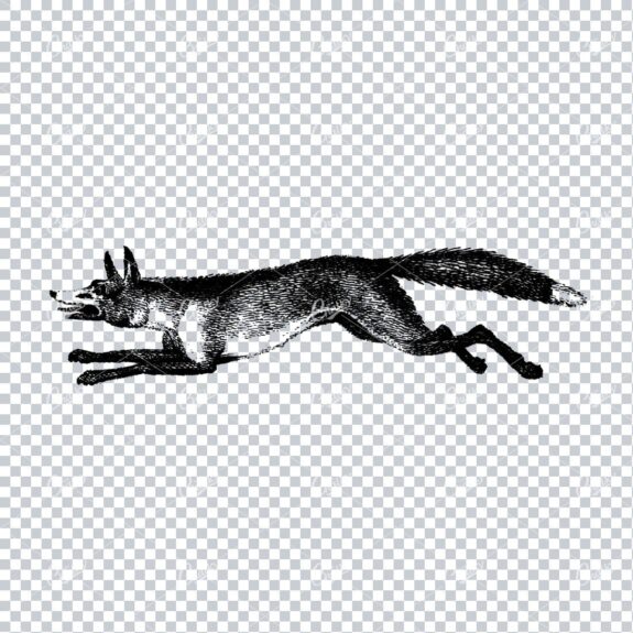 Antique Line Art Illustration of a Running Fox