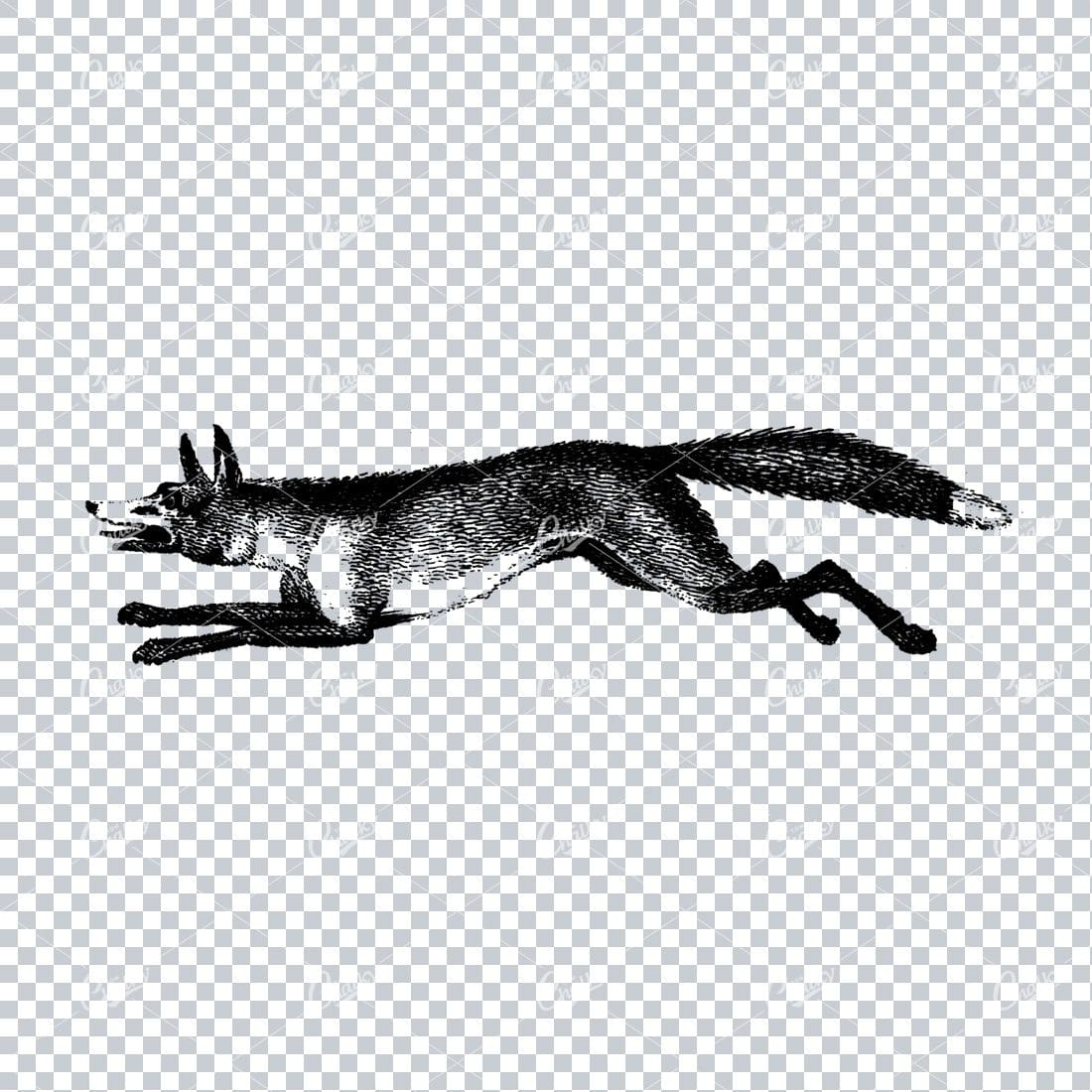 Antique Line Art Illustration of a Running Fox