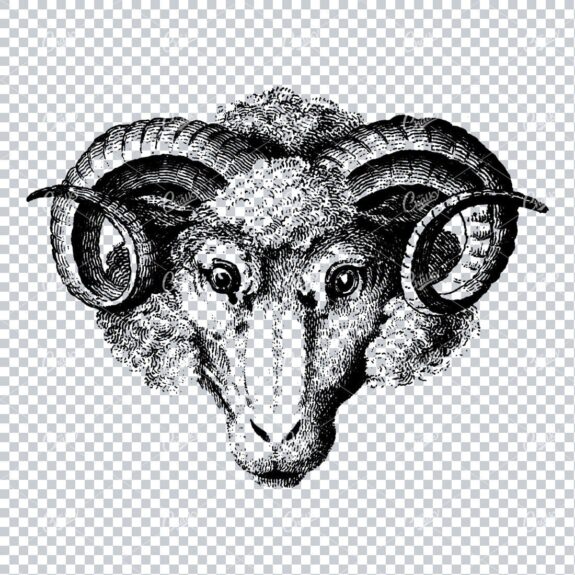 Vintage Illustration of a Sheep's Head