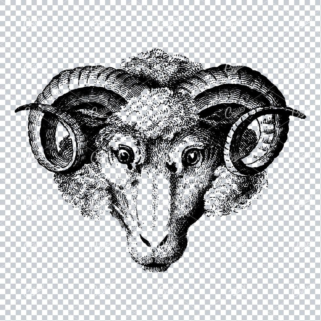 Vintage Illustration of a Sheep's Head