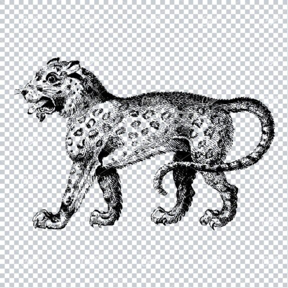 Vintage Illustration of a Cheetah