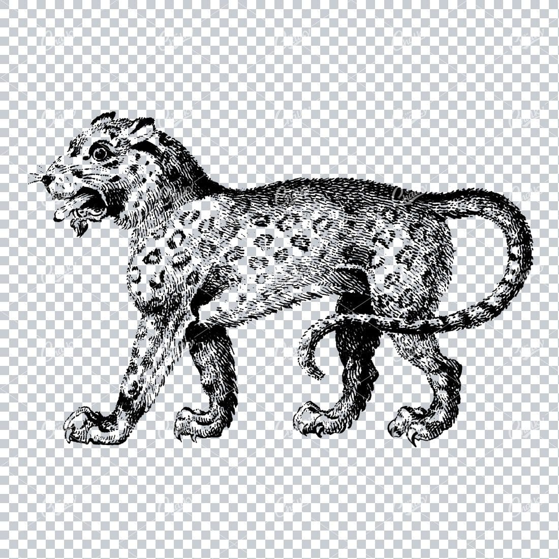Vintage Illustration of a Cheetah