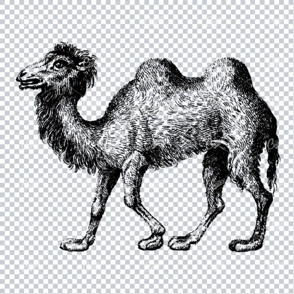 Vintage Illustration of a Camel