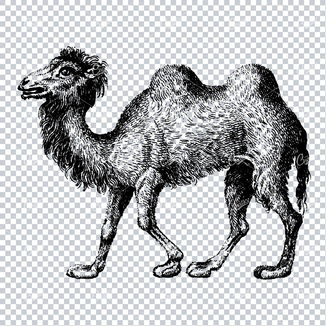 Vintage Illustration of a Camel