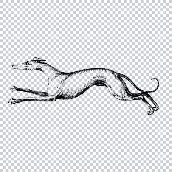 Line Art Clip Art of a Running Greyhound