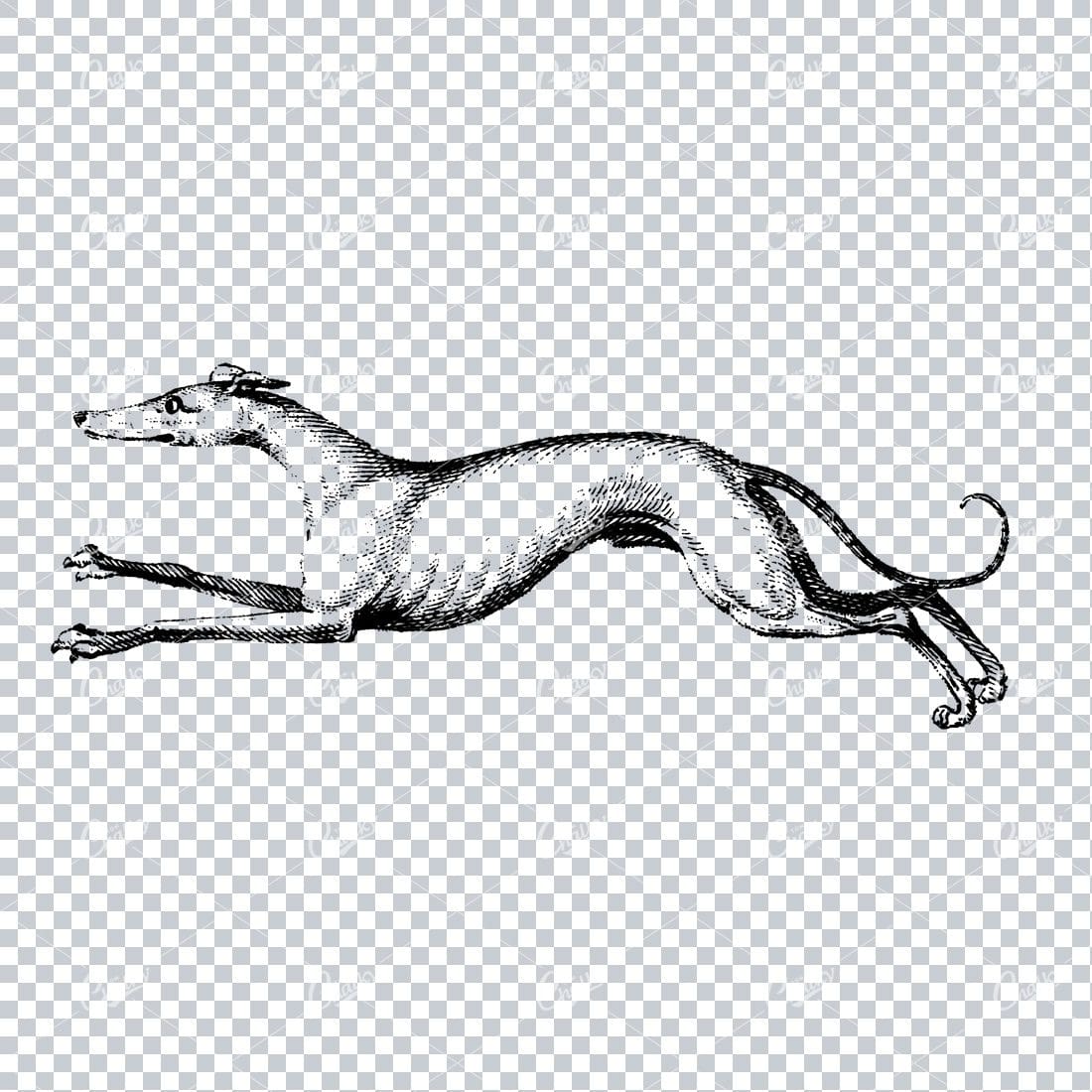 Line Art Clip Art of a Running Greyhound