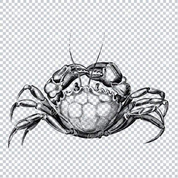 Clip Art Illustration of a Crab