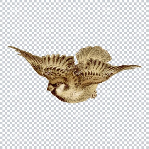 Vintage Colored Illustration of a Small Flying Bird No.1