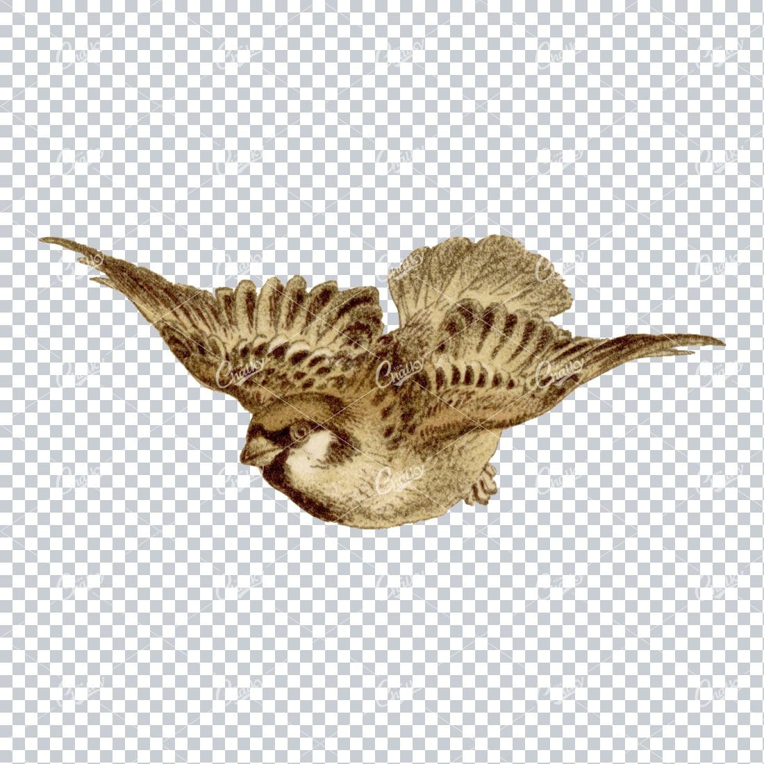 Vintage Colored Illustration of a Small Flying Bird No.1