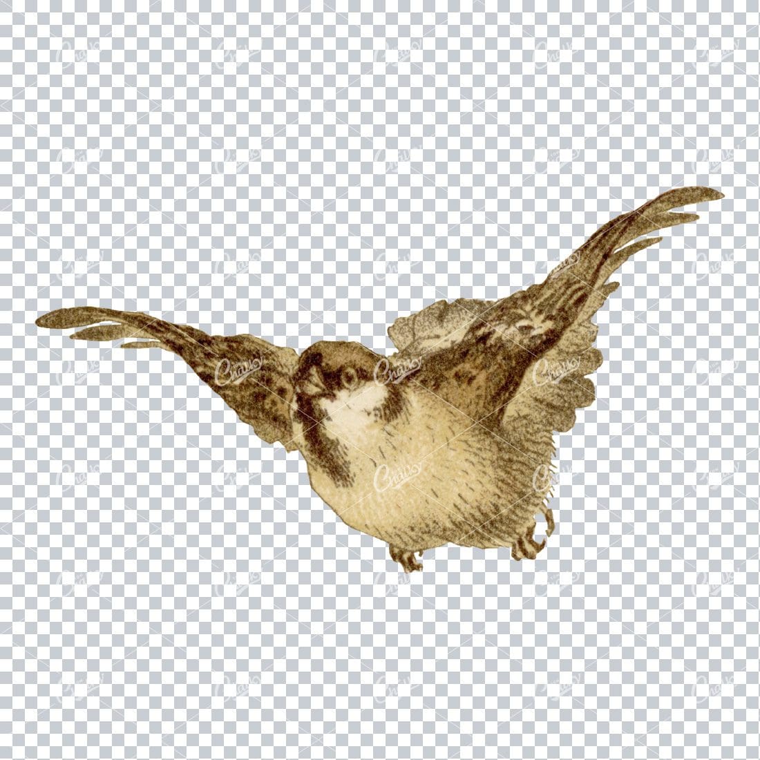Vintage Colored Illustration of a Small Flying Bird No.2