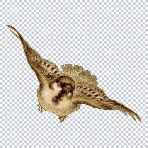 Vintage Colored Illustration of a Small Flying Bird No.3