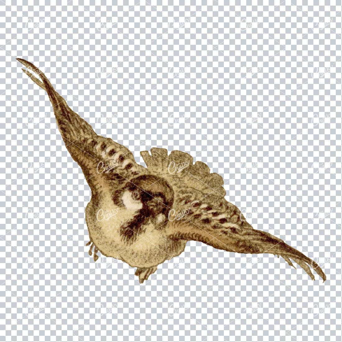 Vintage Colored Illustration of a Small Flying Bird No.3