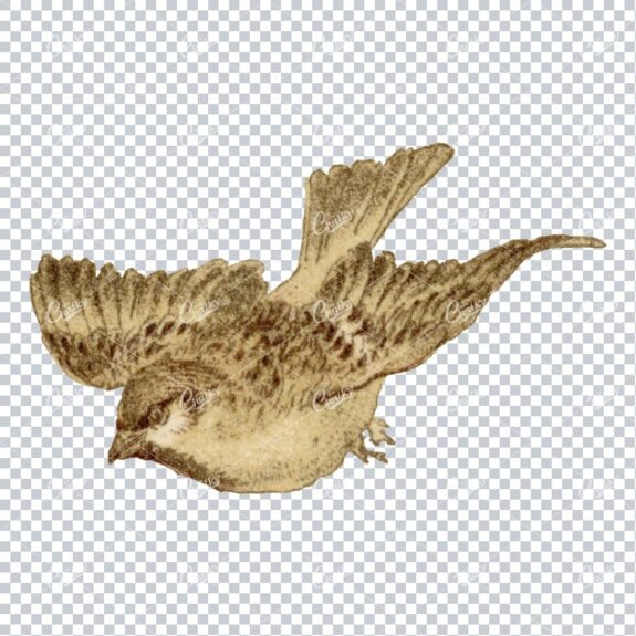 Vintage Colored Illustration of a Small Flying Bird No.4