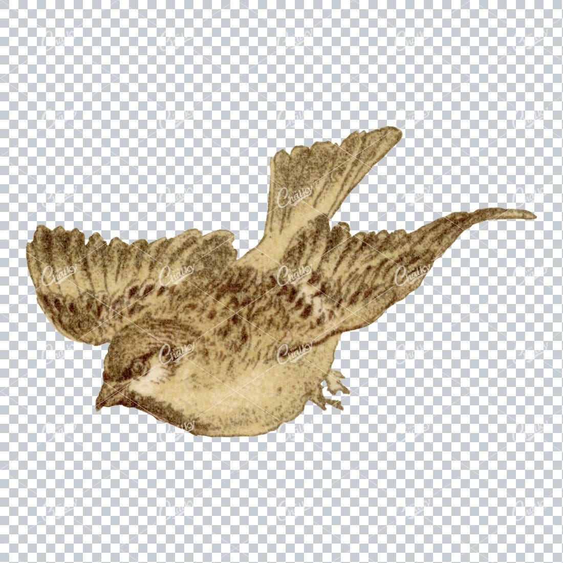 Vintage Colored Illustration of a Small Flying Bird No.4