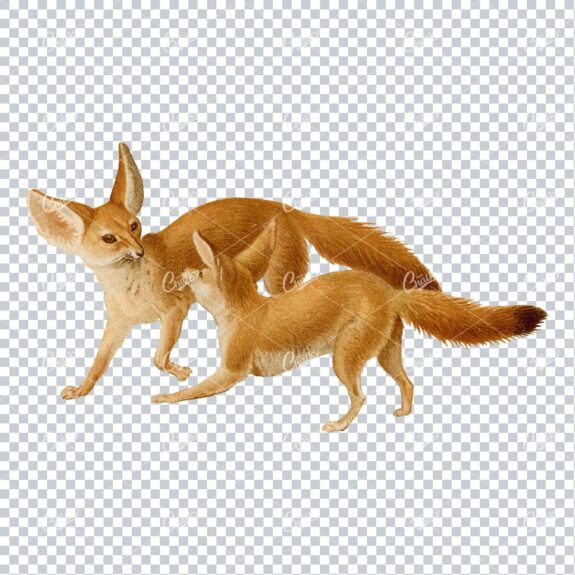 Vintage Colored Illustration of two Fennec Foxes