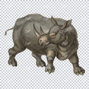 Vintage Colored Illustration of a Rhino