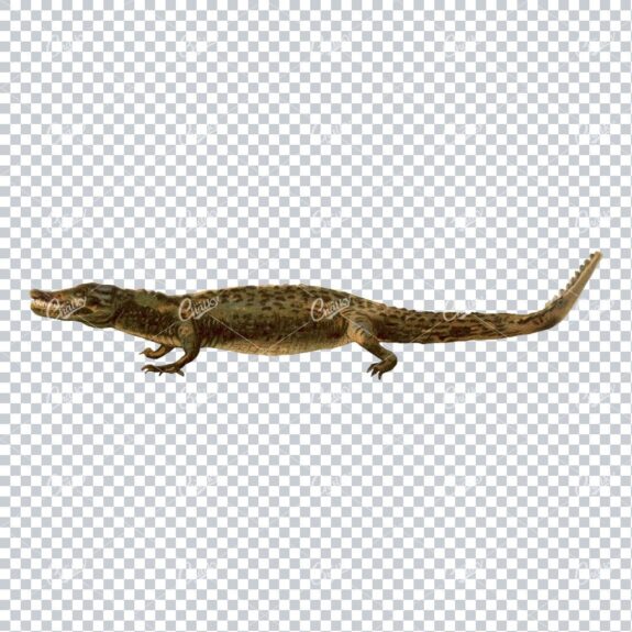 Vintage Colored Drawing of a Crocodile