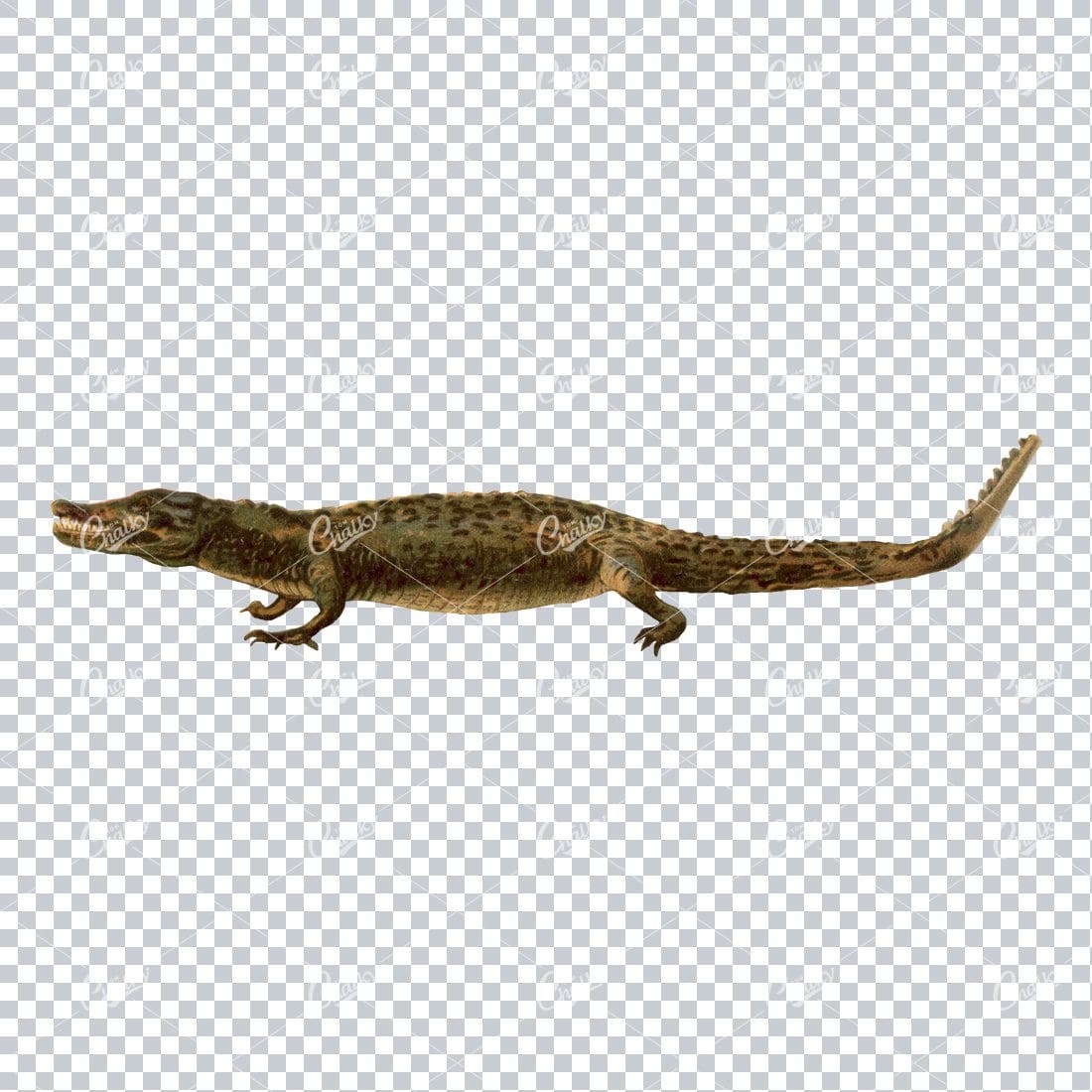 Vintage Colored Drawing of a Crocodile