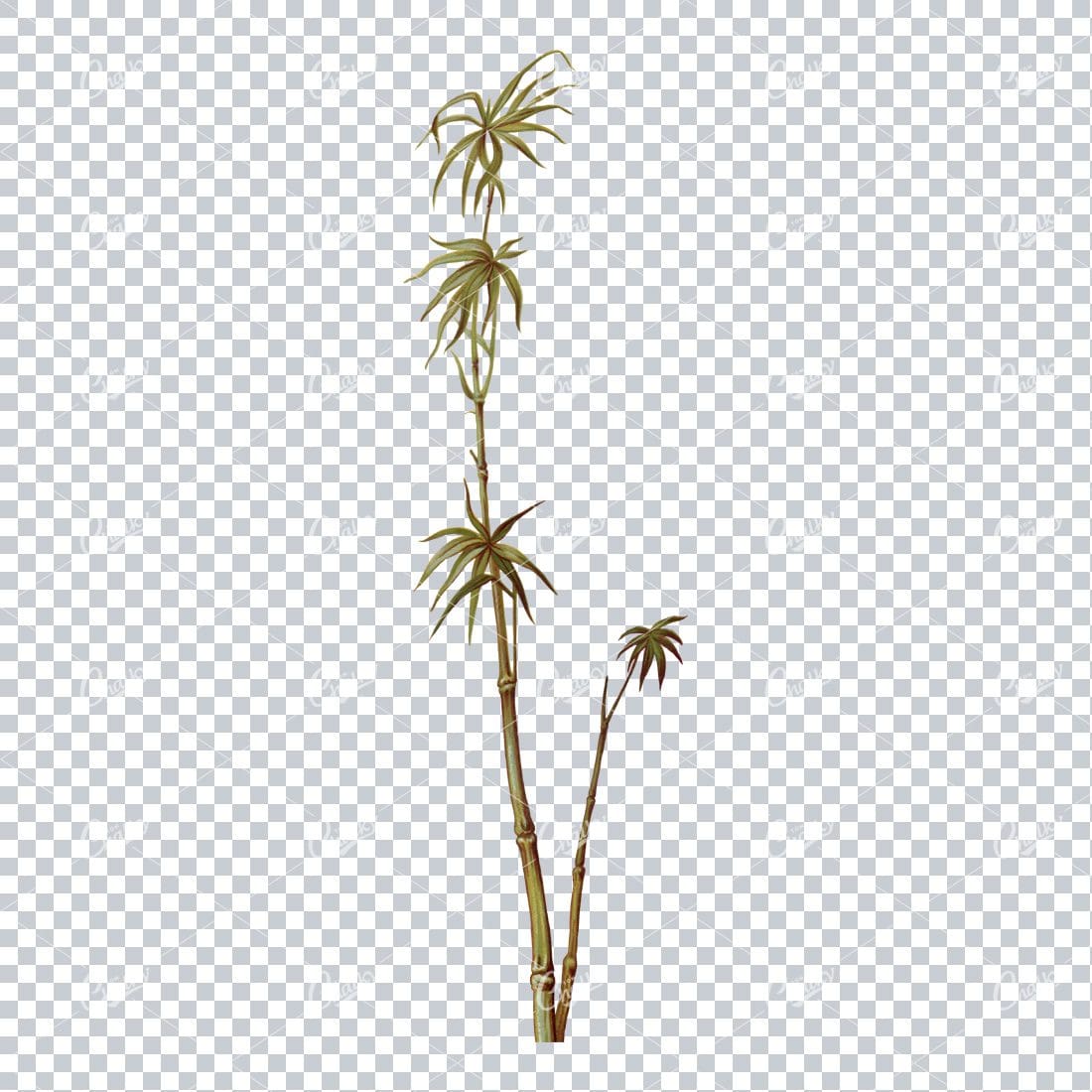 Vintage Illustration of a Bamboo Branch with Leaves