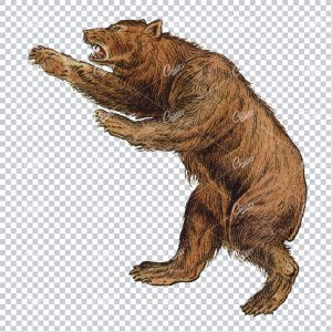 Vintage Line Art Illustration with Color of a Bear Attacking